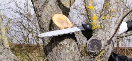 Zakaz wycinki drzew i krzewów od 1 marca 
